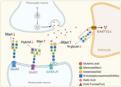 Aberrant glycosylation in schizophrenia: insights into pathophysiological mechanisms and therapeutic potentials